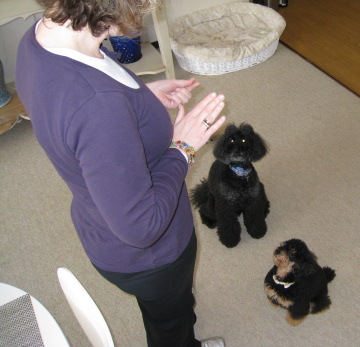 communication with dog