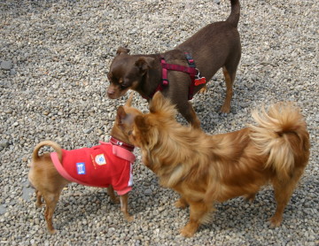 Chihuahua Socialization